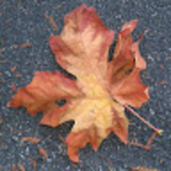 Meet your Posher, Hailey - Picture 4 of 4